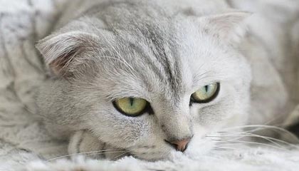 搜狐体育赛事-乒乓球亚洲杯：周启豪、陈垣宇均3-1获首胜